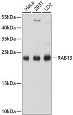 RAB13 Antibody in Western Blot (WB)