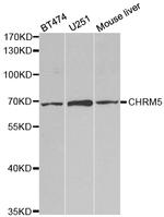 CHRM5 Antibody in Western Blot (WB)