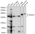 MAN2A1 Antibody in Western Blot (WB)