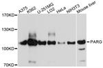 PARG Antibody in Western Blot (WB)