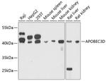 APOBEC3D Antibody in Western Blot (WB)