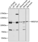 MEGF10 Antibody in Western Blot (WB)