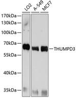 THUMPD3 Antibody in Western Blot (WB)