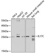 IL17C Antibody in Western Blot (WB)