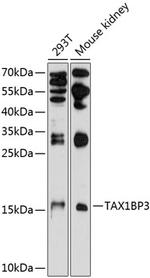 TAX1BP3 Antibody in Western Blot (WB)