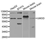 Uromodulin Antibody in Western Blot (WB)