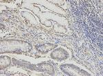 DLD Antibody in Immunohistochemistry (Paraffin) (IHC (P))