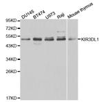 KIR3DL1 Antibody in Western Blot (WB)