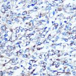 Optineurin Antibody in Immunohistochemistry (Paraffin) (IHC (P))