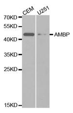 alpha-1 Microglobulin Antibody in Western Blot (WB)