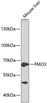 FMO3 Antibody in Western Blot (WB)