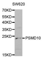 PSMD10 Antibody in Western Blot (WB)