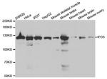 IPO5 Antibody in Western Blot (WB)