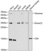 CDA Antibody in Western Blot (WB)