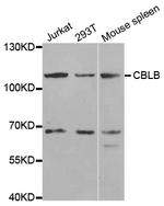 Cbl-b Antibody in Western Blot (WB)