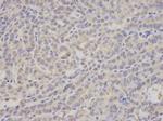 PSMA4 Antibody in Immunohistochemistry (Paraffin) (IHC (P))