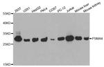 PSMA4 Antibody in Western Blot (WB)