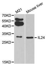 IL24 Antibody in Western Blot (WB)