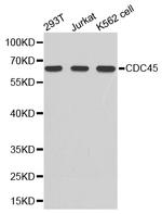 Cdc45L Antibody in Western Blot (WB)