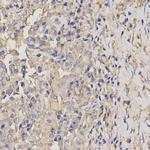 AXIN2 Antibody in Immunohistochemistry (Paraffin) (IHC (P))