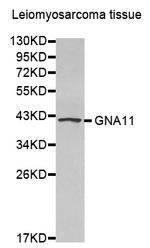 GNA11 Antibody in Western Blot (WB)