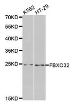 FBXO32 Antibody in Western Blot (WB)