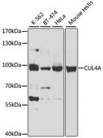 Cullin 4A Antibody in Western Blot (WB)