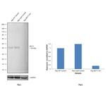 MCT1 Antibody in Western Blot (WB)