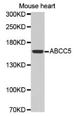 MRP5 Antibody in Western Blot (WB)