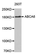 ABCA6 Antibody in Western Blot (WB)