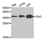 DAO Antibody in Western Blot (WB)