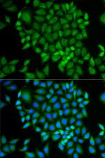 GLRX Antibody in Immunocytochemistry (ICC/IF)