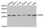 GMNN Antibody in Western Blot (WB)