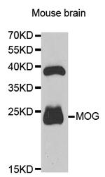 MOG Antibody in Western Blot (WB)