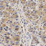 VAPB Antibody in Immunohistochemistry (Paraffin) (IHC (P))