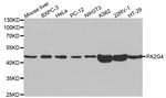 EBP1 Antibody in Western Blot (WB)