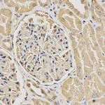 HUS1 Antibody in Immunohistochemistry (Paraffin) (IHC (P))