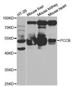 PCCB Antibody in Western Blot (WB)