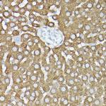 GARS Antibody in Immunohistochemistry (Paraffin) (IHC (P))