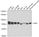 GARS Antibody in Western Blot (WB)