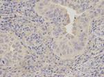 LITAF Antibody in Immunohistochemistry (Paraffin) (IHC (P))