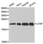 LITAF Antibody in Western Blot (WB)