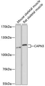 Calpain 3 Antibody in Western Blot (WB)