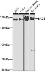 BAG6 Antibody in Western Blot (WB)