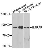 IL-1RAcP Antibody in Western Blot (WB)