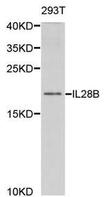 IL-28B Antibody in Western Blot (WB)