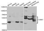 GRB7 Antibody in Western Blot (WB)