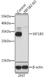 EEF1B2 Antibody in Western Blot (WB)