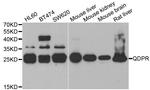 QDPR Antibody in Western Blot (WB)