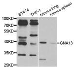 GNA13 Antibody in Western Blot (WB)